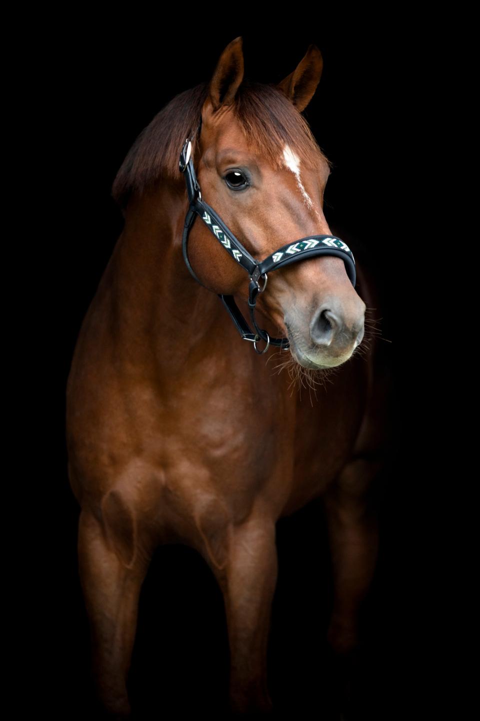 Catago Vanamo Lædergrime - COB