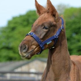 udstyr til føl, følgrime og føldækken