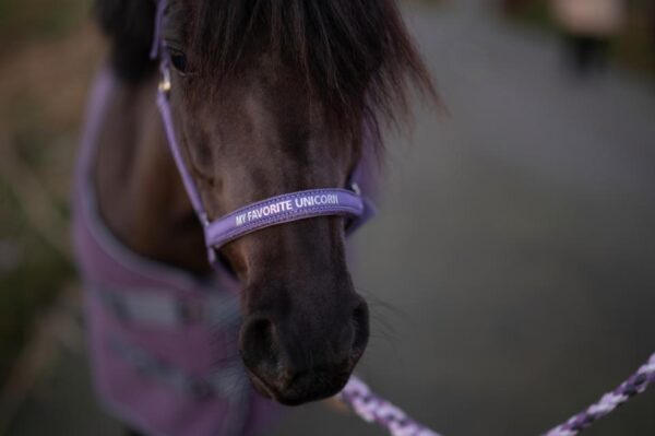 HorseGuard Malva Grime, Montana - Image 2