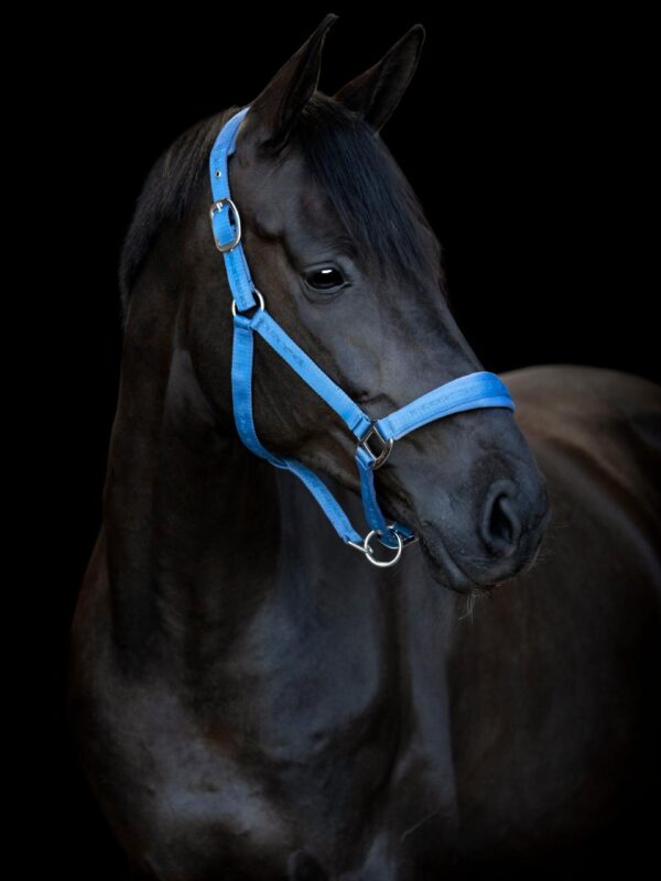 HorseGuard Diya 2.0 Grime - Cornet Blue