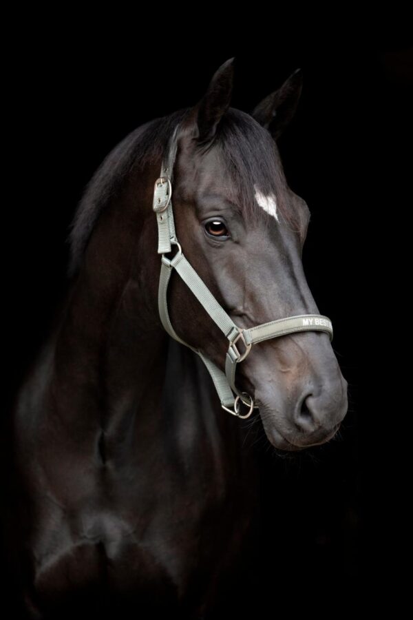 HorseGuard Malva "My Best Friend" Grime - Forest