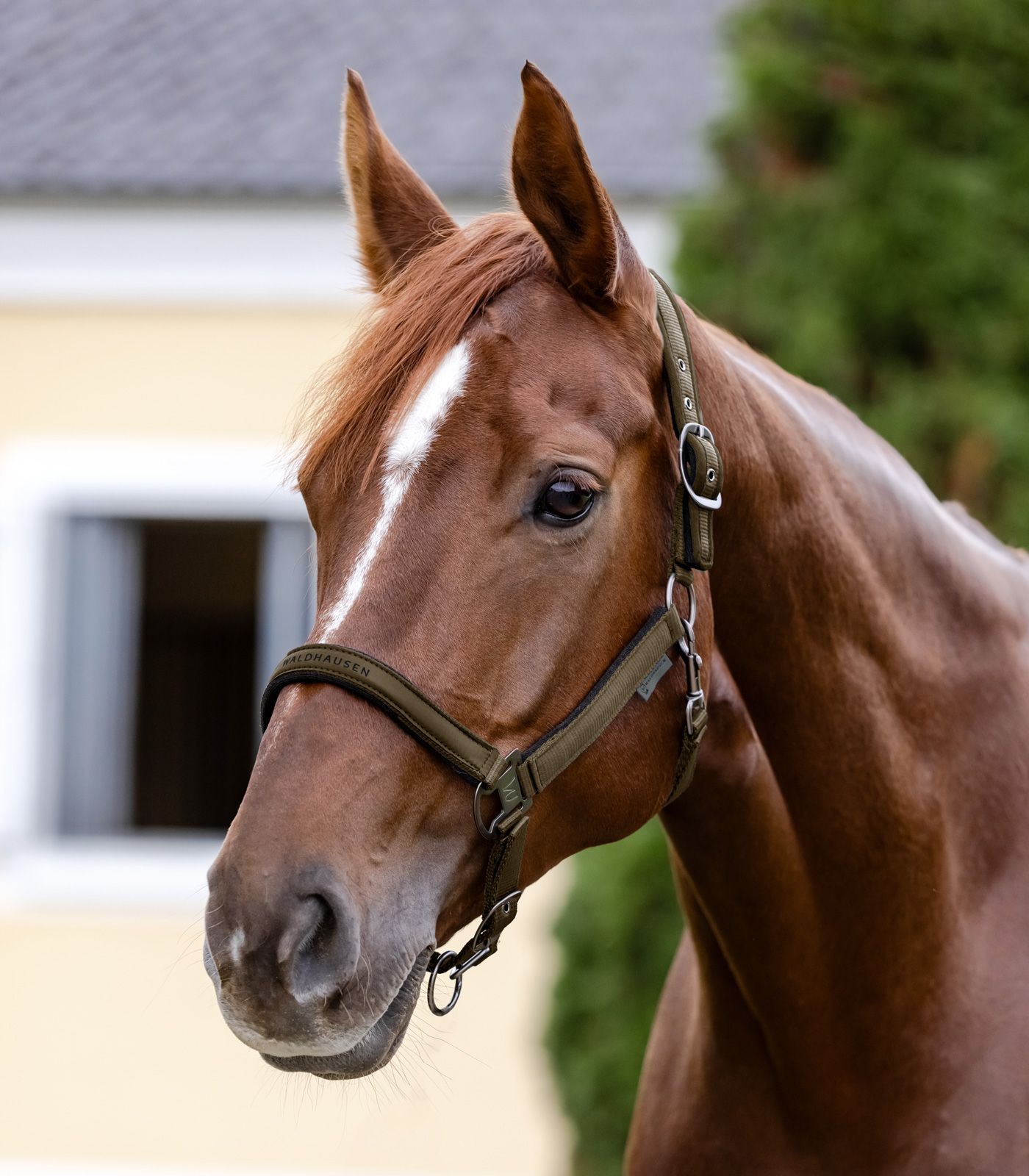 Waldhausen Athletic Grime - Green Brown - PONY