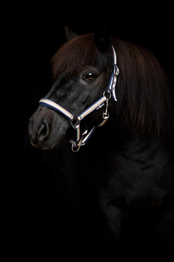HorseGuard Mascha Rainbow Grime - Image 2