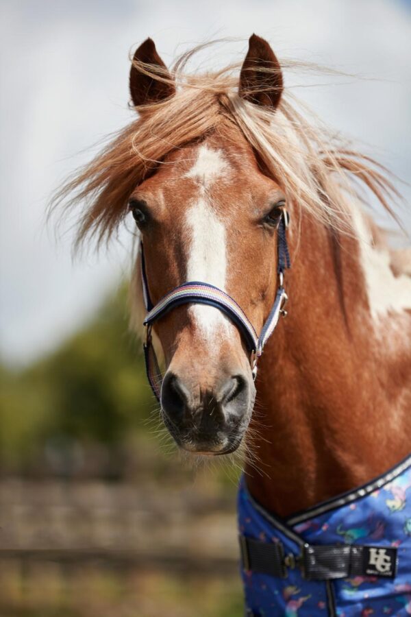 HorseGuard Mascha Rainbow Grime