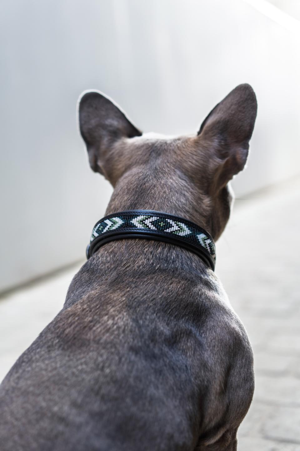 Catago Viben Hundehalsbånd - 45 CM