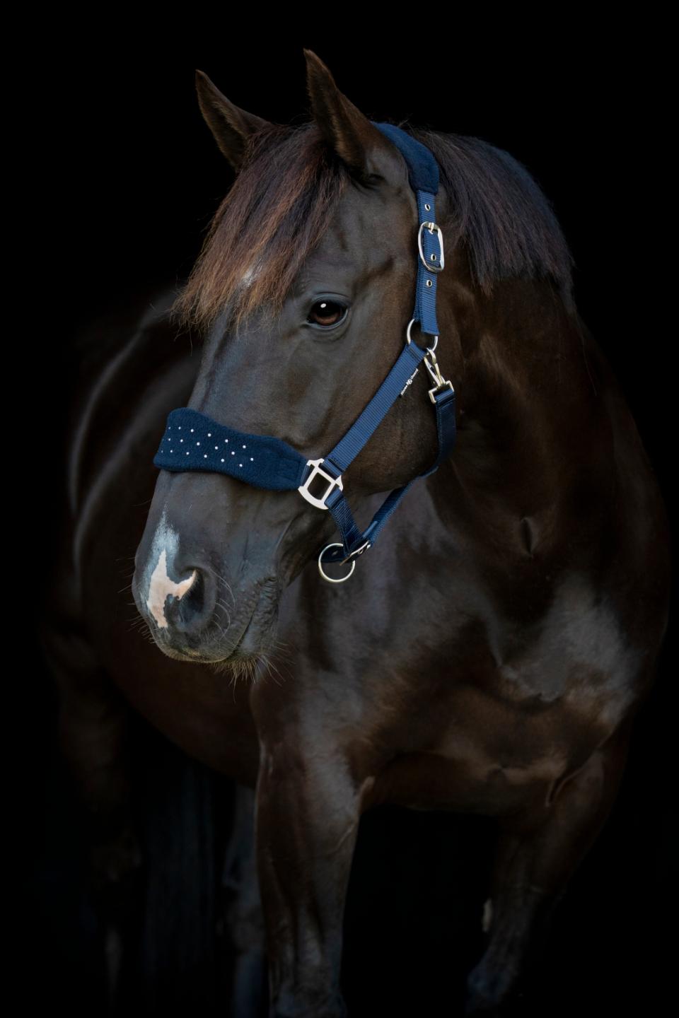 HorseGuard Anabel Grime - COB