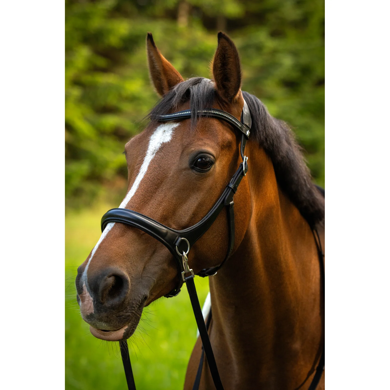 ByWeber Austin Bidløs Trense - COB