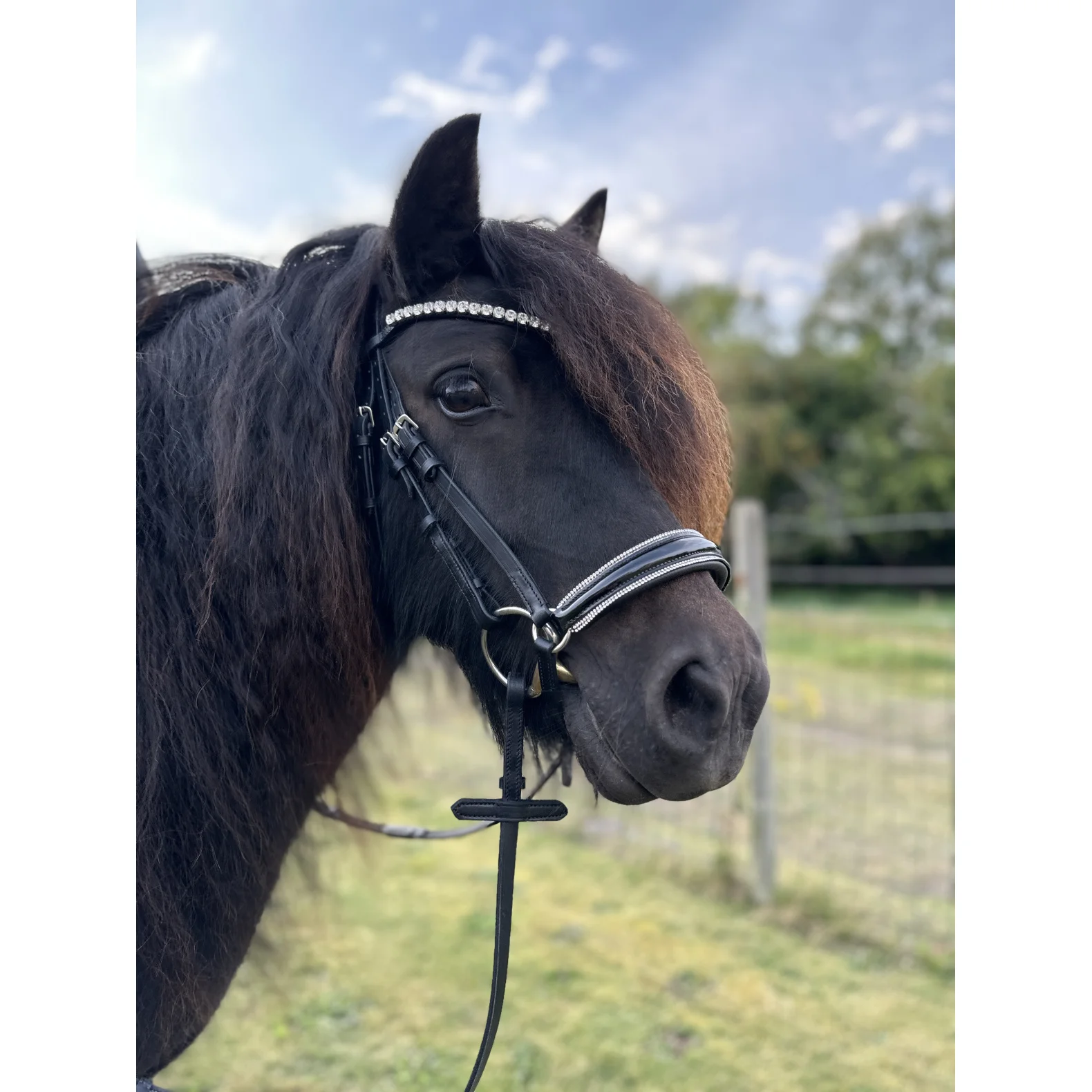 ByWeber Jolly Trense - PONY