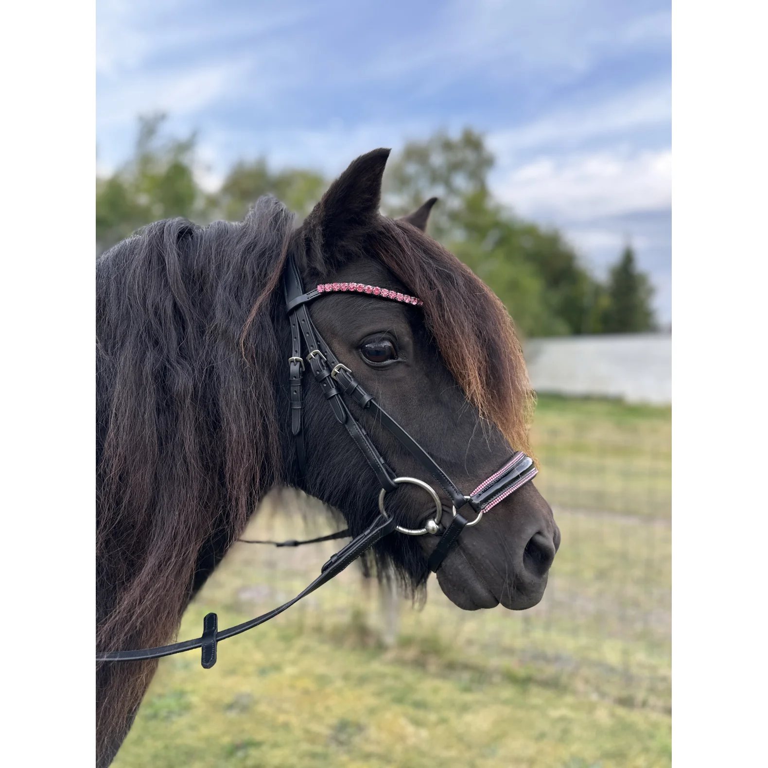 ByWeber Molly Trense - PONY