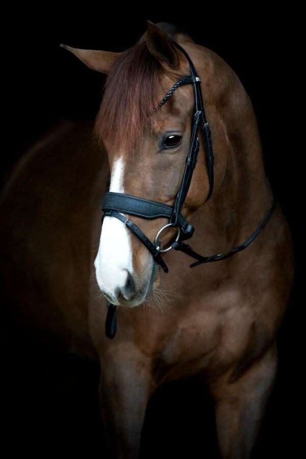 HorseGuard Cryll 24.2 Trense