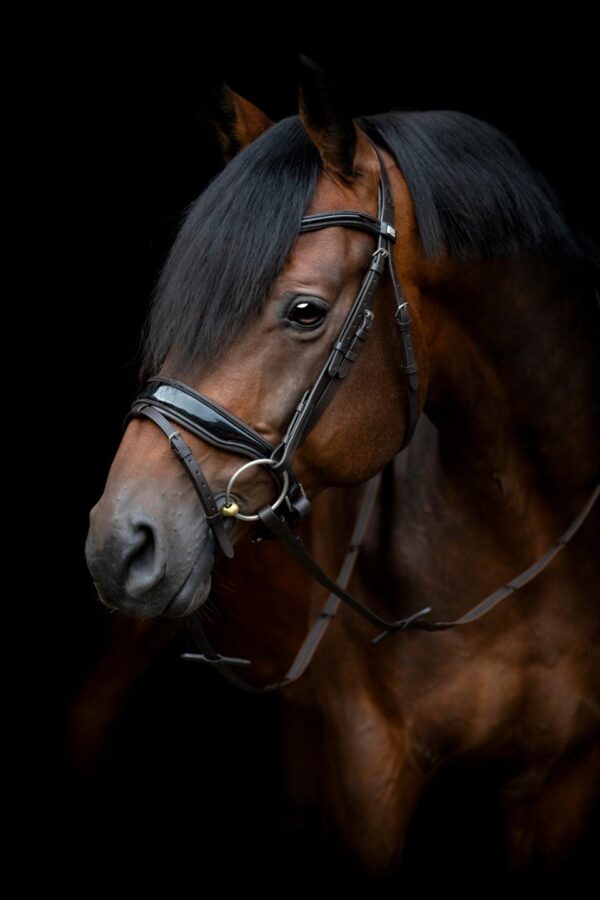 HorseGuard Cryll 24.1 Trense