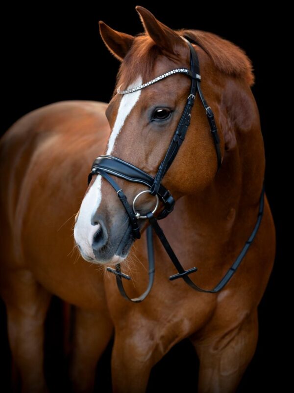HorseGuard Cryll 25.1 Trense