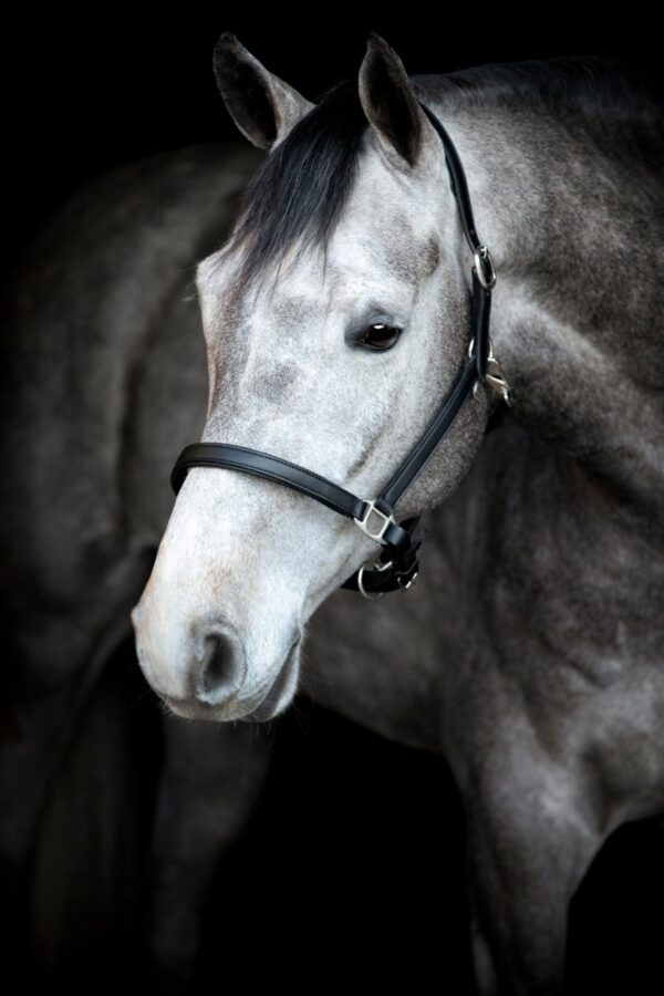 HorseGuard Sabine Lædergrime