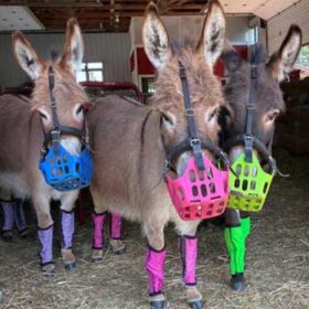 Greenguard – Skånsomme mundkurve