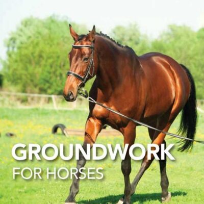 Groundwork til hest - samarbejdet fra jorden