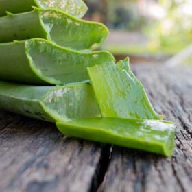 Hestepleje med Aloe Vera