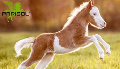 Parisol insektspray og Mælkefedt