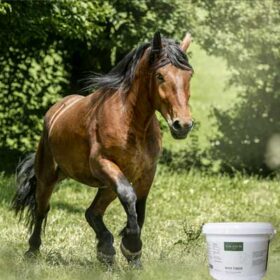 Solanum – fodertilskud til hestens velvære