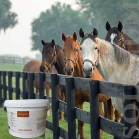 Solanum – magnesium tilskud til hestens velvære